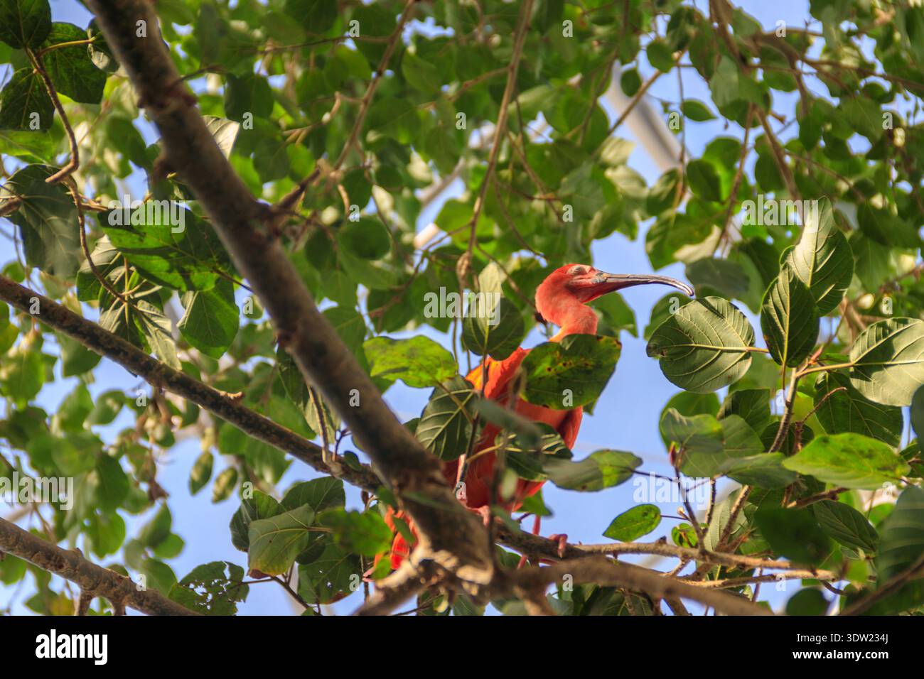 Scharlach Ibis (Eudocimus ruber) auf einem Baum Stockfoto