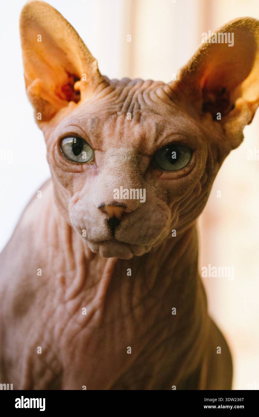 Kahle kanadische Spynx-Katzenmaulkorb mit wunderschönen blauen Augen, die in eine Kamera schauen. Ein Kätzchen mit schlauen Augen Porträt. Konzentriertes, katzenes Haustier Stockfoto