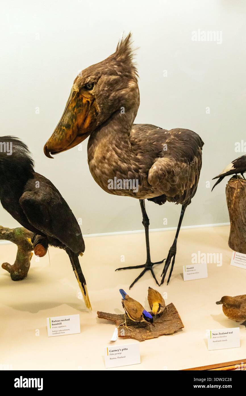 Shoebill (Balaeniceps rex) Vogel, auch bekannt als der Walkopfstorch, Natural History Museum, London, England, Vereinigtes Königreich. Stockfoto