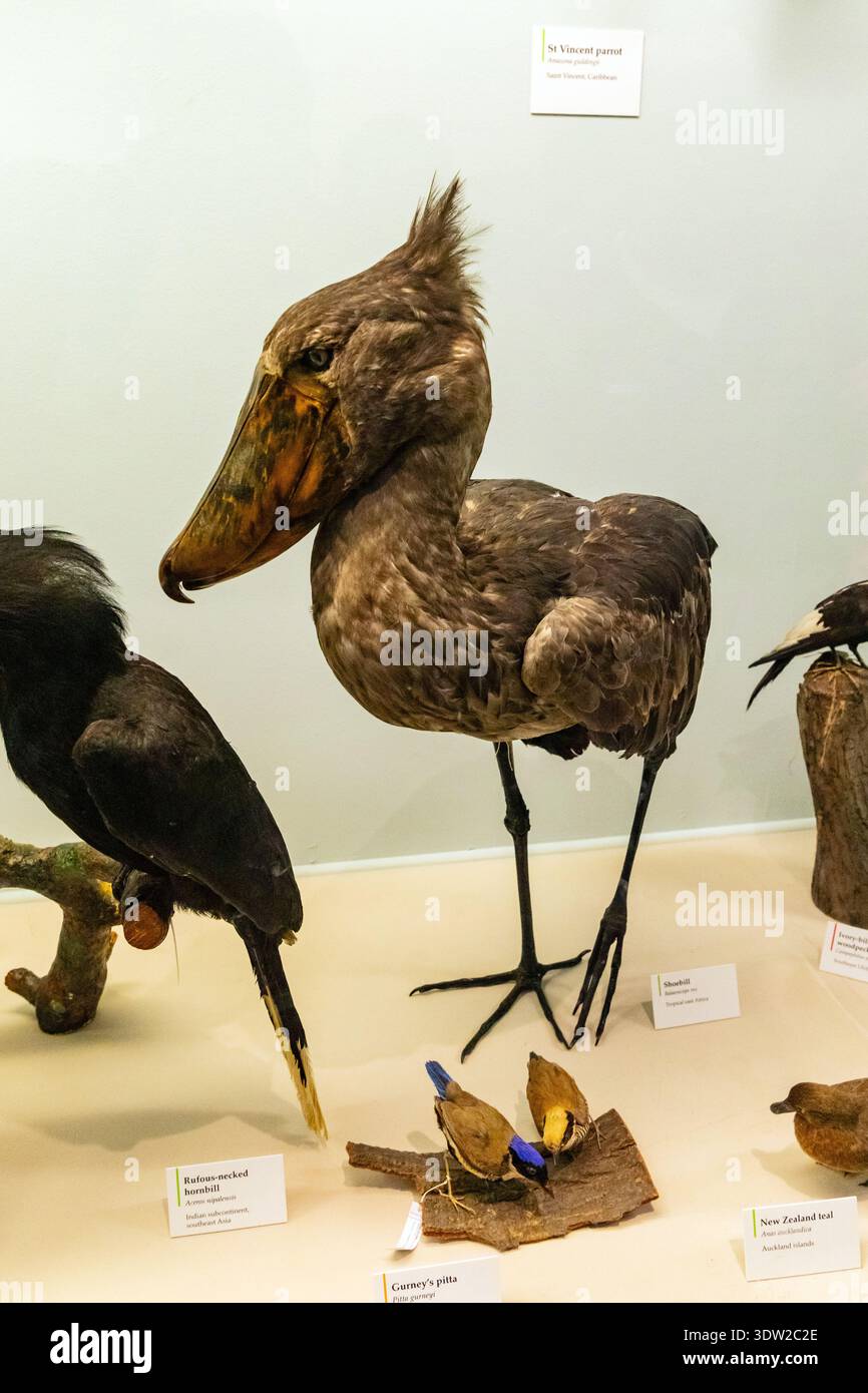 Shoebill (Balaeniceps rex) Vogel, auch bekannt als der Walkopfstorch, Natural History Museum, London, England, Vereinigtes Königreich. Stockfoto