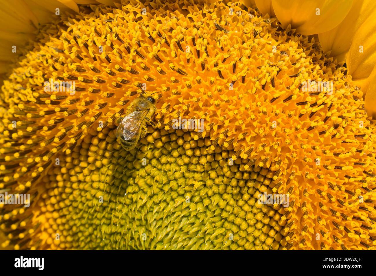 Eine mit Pollen bedeckte Biene, die sich von einer Sonnenblume ernährt. Stockfoto