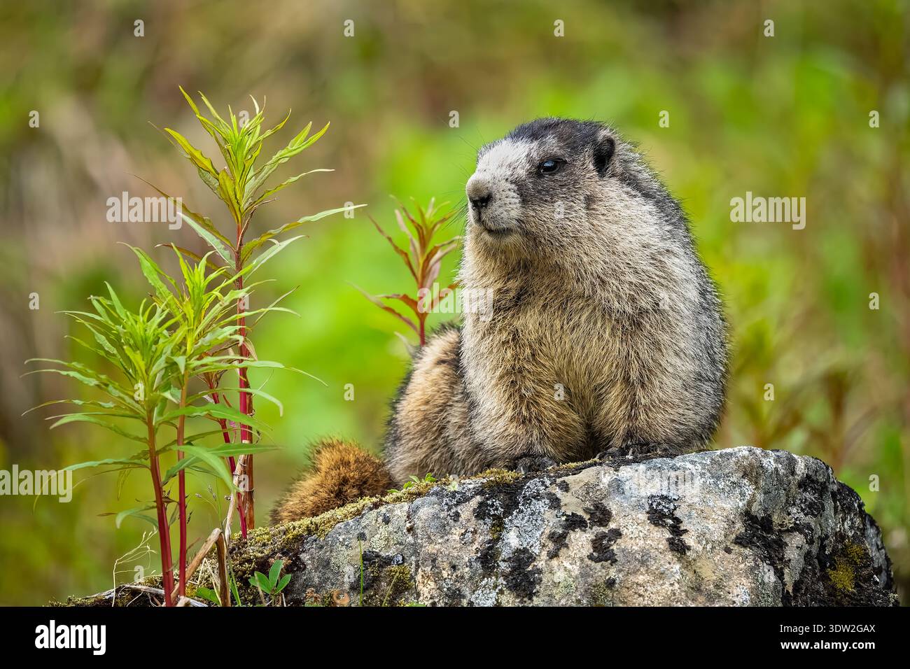 Wachsames Horen Marmot auf einem Felsen in SüdzentralAlaska. Stockfoto