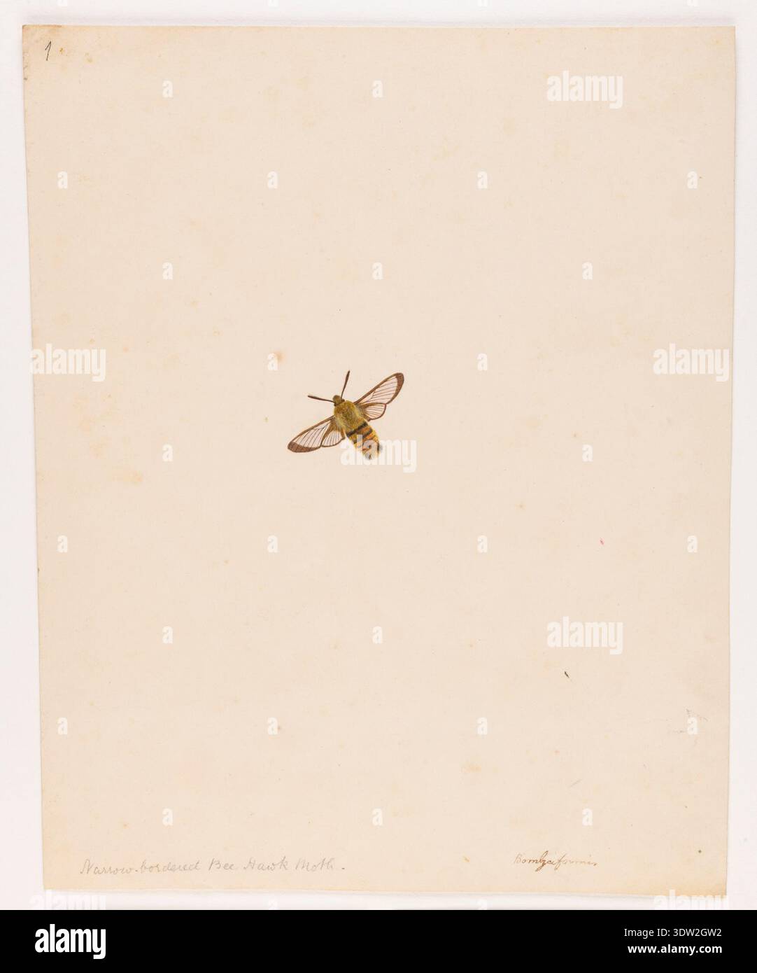 Die schmale Bordered Bee Hawk Moth (Bomzafornes) ist in diesem Aquarellbild von Miss Harris aus dem Jahr 1931 dargestellt. Die Motte ist bekannt für ihr unverwechselbares bienenähnliches Flugmuster und schmale, umrandete Flügel. Miss Harris, obwohl sie eine unbekannte Künstlerin ist, bietet eine detaillierte Darstellung der Morphologie und Flügelstruktur der Motte. Archivaquarell. Stockfoto
