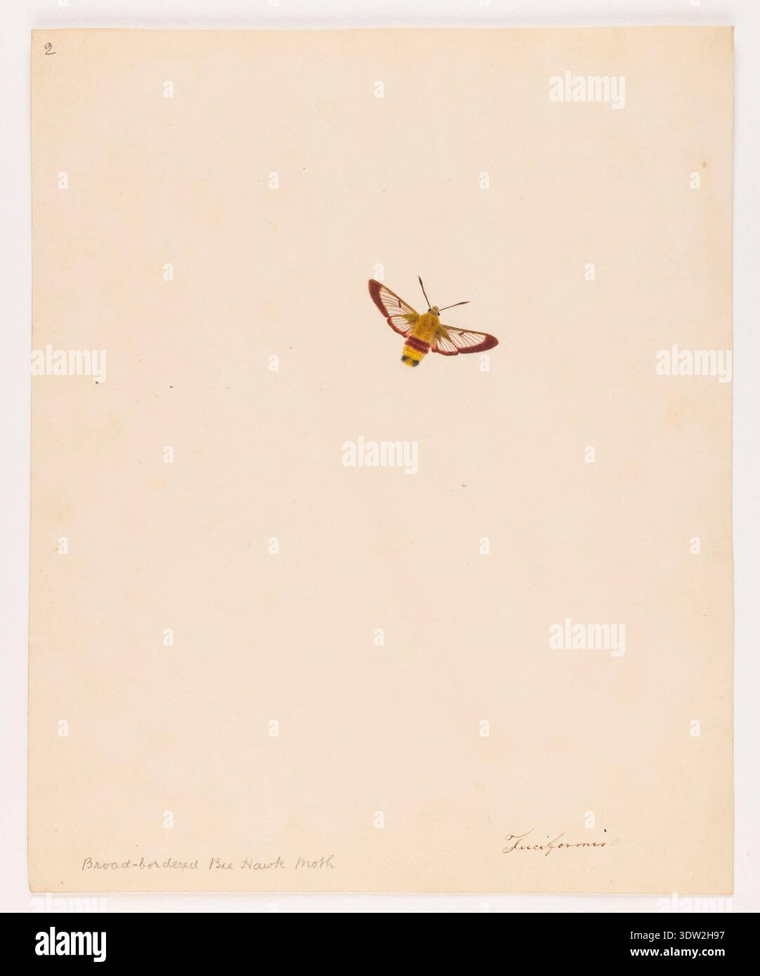 Der Blattbordered Bee Hawk-Moth ist der gebräuchliche Name für Hemaris tityus, eine Mottenart aus der Familie der Sphingidae. Das Werk wird Miss Harris zugeschrieben, die 1931 tätig war. Das Archivbild dokumentiert eine Aquarellfarbe auf Papier, die die Art darstellt, historisch auch Tityus oder verwandte tuciformis-Formen in der älteren Nomenklatur genannt. Stockfoto