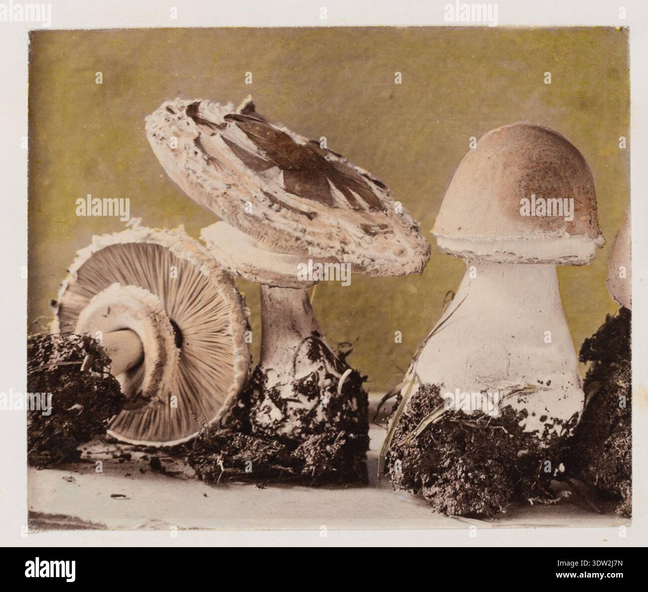 Macrolepiota procera ist ein Basidiomyzetenpilz, der allgemein als Parasolpilz bekannt ist. Das Archivarchiv dokumentiert dieses Exemplar innerhalb der Cresswell Collection, das zur historischen Erhaltung aufbewahrt wird. Der historische Fotodruck bewahrt Referenzbilder für die Identifizierung von Pilzen auf. Stockfoto