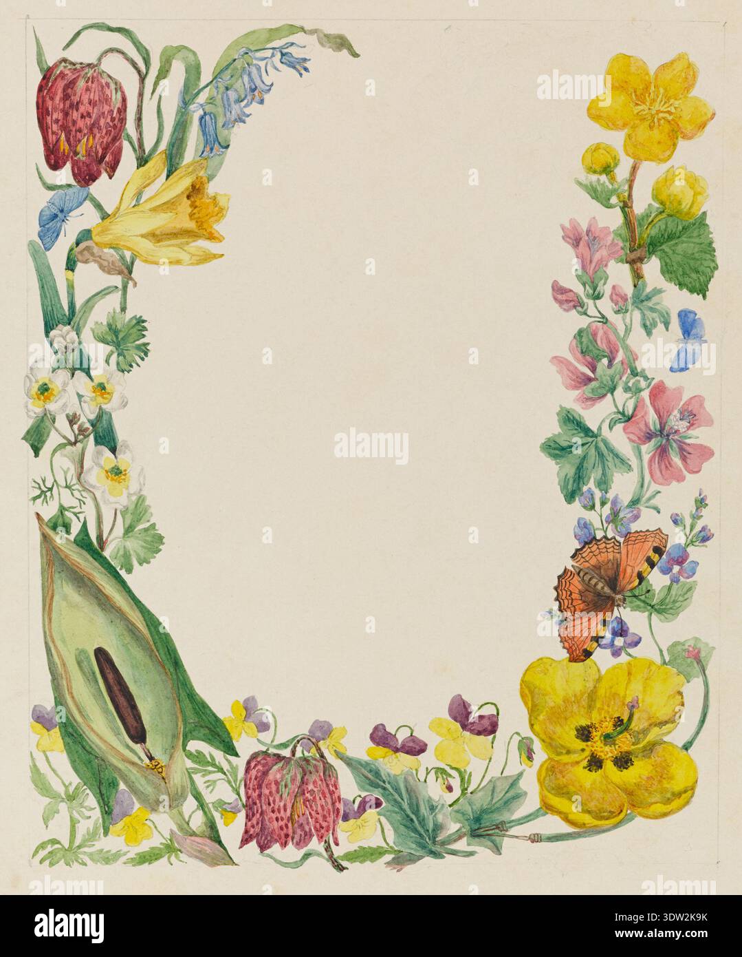Sarah Cresswell (Datum unbekannt) schuf diese florale und Schmetterlingsgrenze mit Schlangenkopffritillarien, Blauglocken, Narzissen, Holzanemonen, Violen, Lords und Ladies, speedwell, Malvenblüten und Schmetterlinge wie die Blauen und Schildpatt Arten. Sie wurde ihr durch Verbindung mit Reverend Richard Cresswell zugeschrieben und wird als Teil der Cresswell Collection in Aquarell und Tinte auf Papier gerendert. Stockfoto