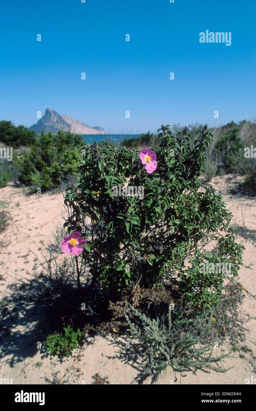 Rote Felsenrose, wahrscheinlich Cistus incanus, die in Küstengebieten des Mittelmeers häufig gesträuchert sind. Stockfoto