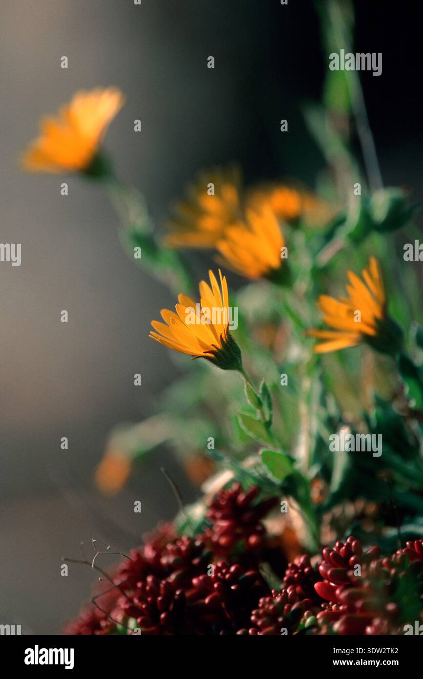 Calendula officinalis, Marys Gold, Ringelblume, der Topf Ringelblume, Scotch Ringelblume, oder Ruddles ist eine blühende Pflanze in der Gänseblümchenfamilie, Sassa Stockfoto