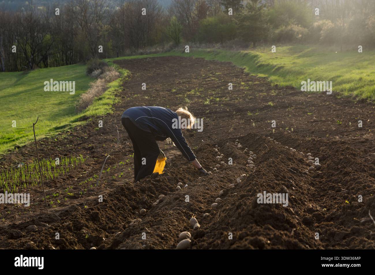 Ältere Bäuerinnen, die bei Sonnenuntergang Pflanzkartoffeln in gepflügten Böden säen Stockfoto