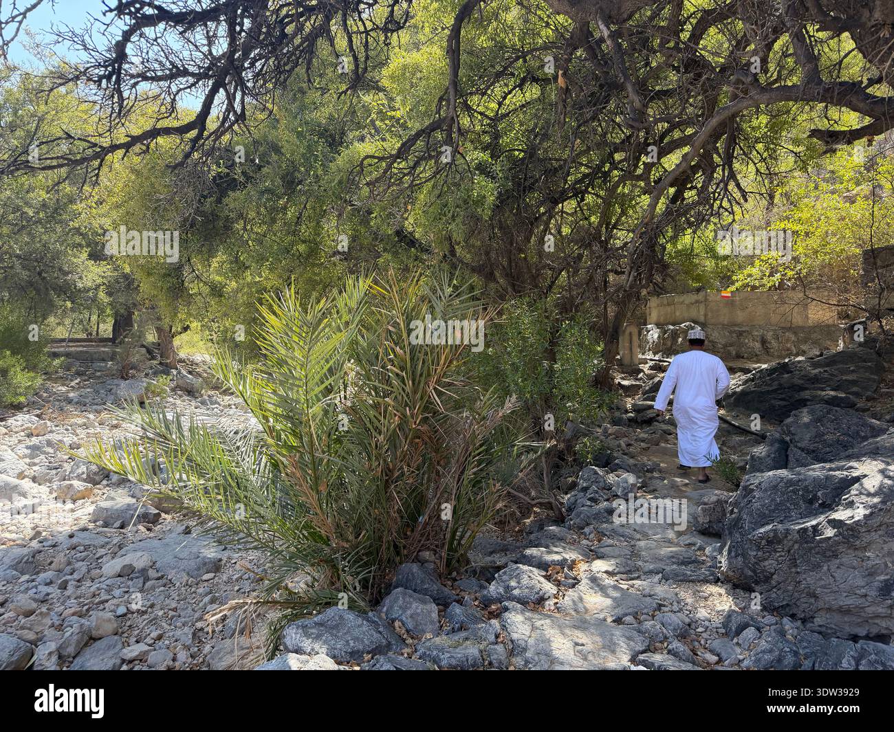 Traditioneller Falaj-Bewässerungskanal, der durch eine üppige Dattelpalmenoase in Oman fließt, umgeben von Wüstenvegetation und historischer landwirtschaftlicher Landwirtschaft - Smartphone-aufgenommenes Stockfoto