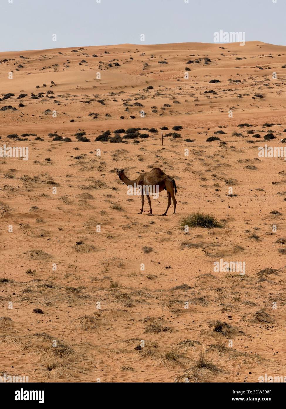 Sanfte Sanddünen erstrecken sich über die Wüstenlandschaft in Oman und zeigen windförmige Muster, trockenes Gelände und die weite Leere der Wüste. - Smartphone-aufgenommenes Stockfoto