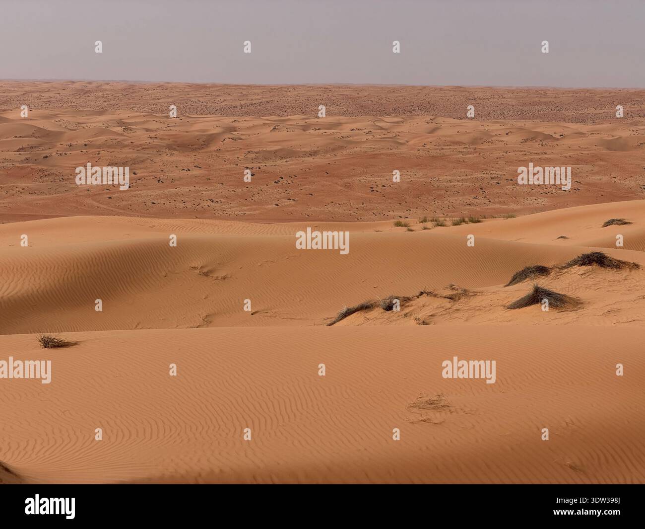 Sanfte Sanddünen erstrecken sich über die Wüstenlandschaft in Oman und zeigen windförmige Muster, trockenes Gelände und die weite Leere der Wüste. - Smartphone-aufgenommenes Stockfoto