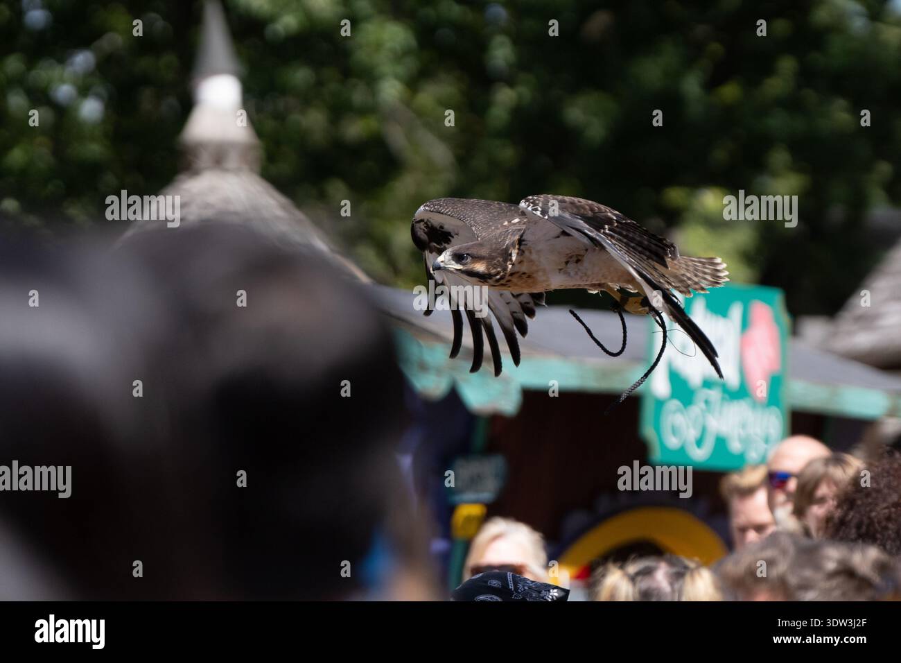 Michigan Renaissance Festival in Holly, Michigan am 30. August 2025 Stockfoto