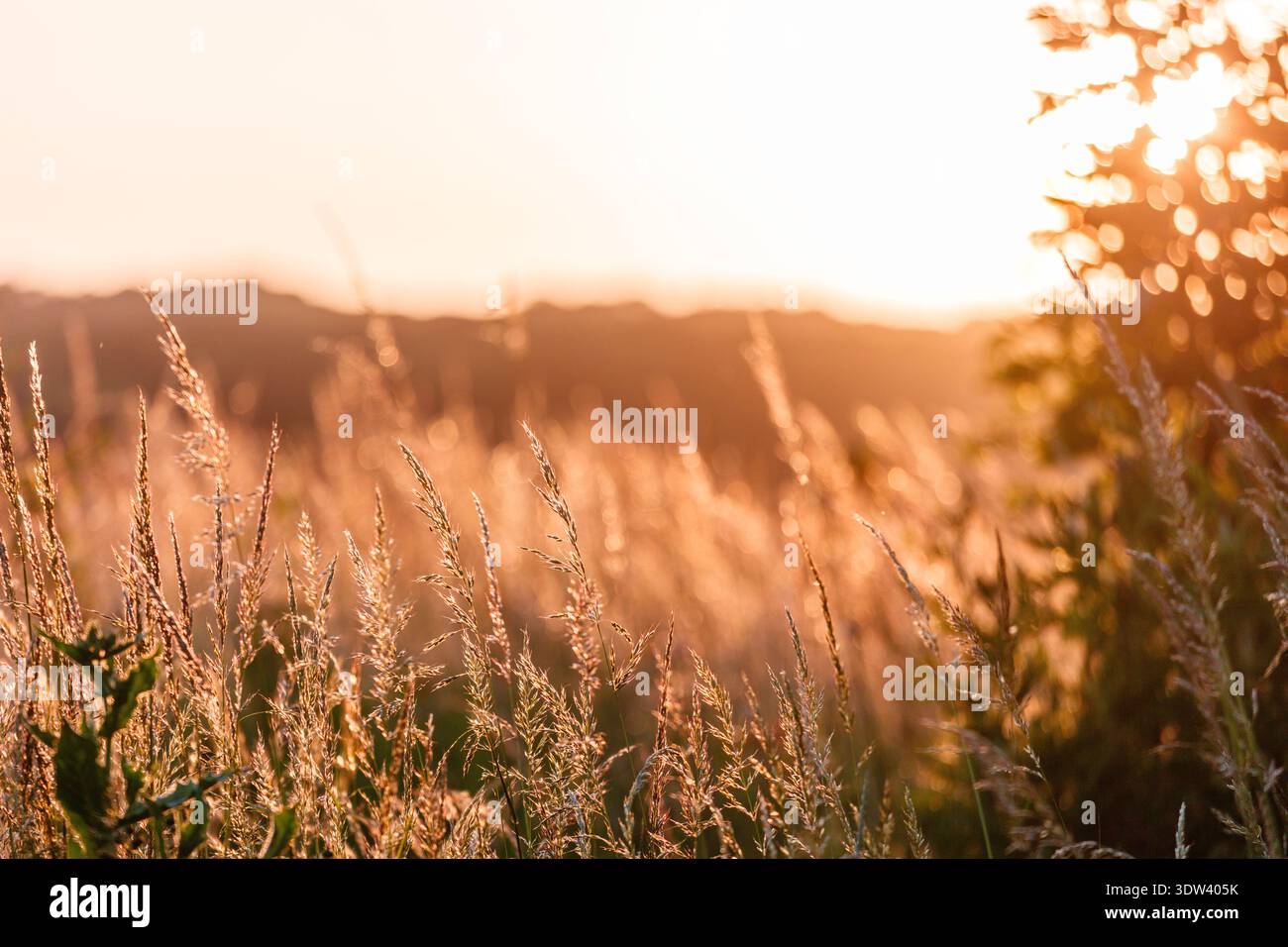 Ein ruhiger Sonnenuntergang taucht eine ländliche Wiese in warmen Goldtönen auf. Stockfoto