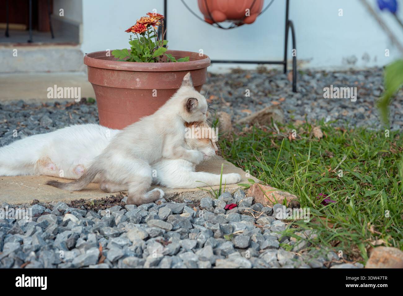 Kätzchen klettern auf Mutterkatze im sonnigen Garten, zärtliche Momente der mütterlichen Pflege und spielerische Verbundenheit im Freien, friedliche, warme, liebevolle Familienszene Stockfoto