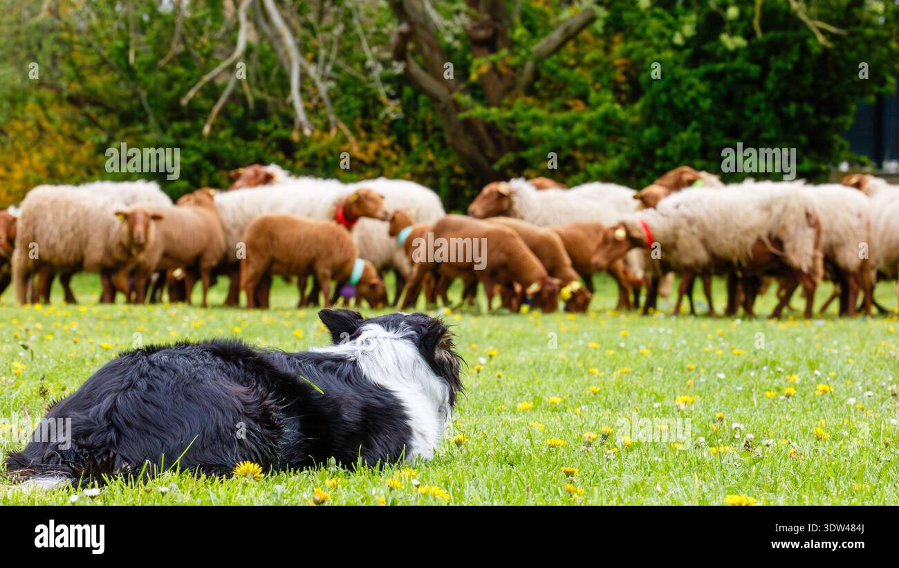Ein wachsamer Schäferhund überwacht eine Schafherde auf einer üppig grünen Weide. Stockfoto