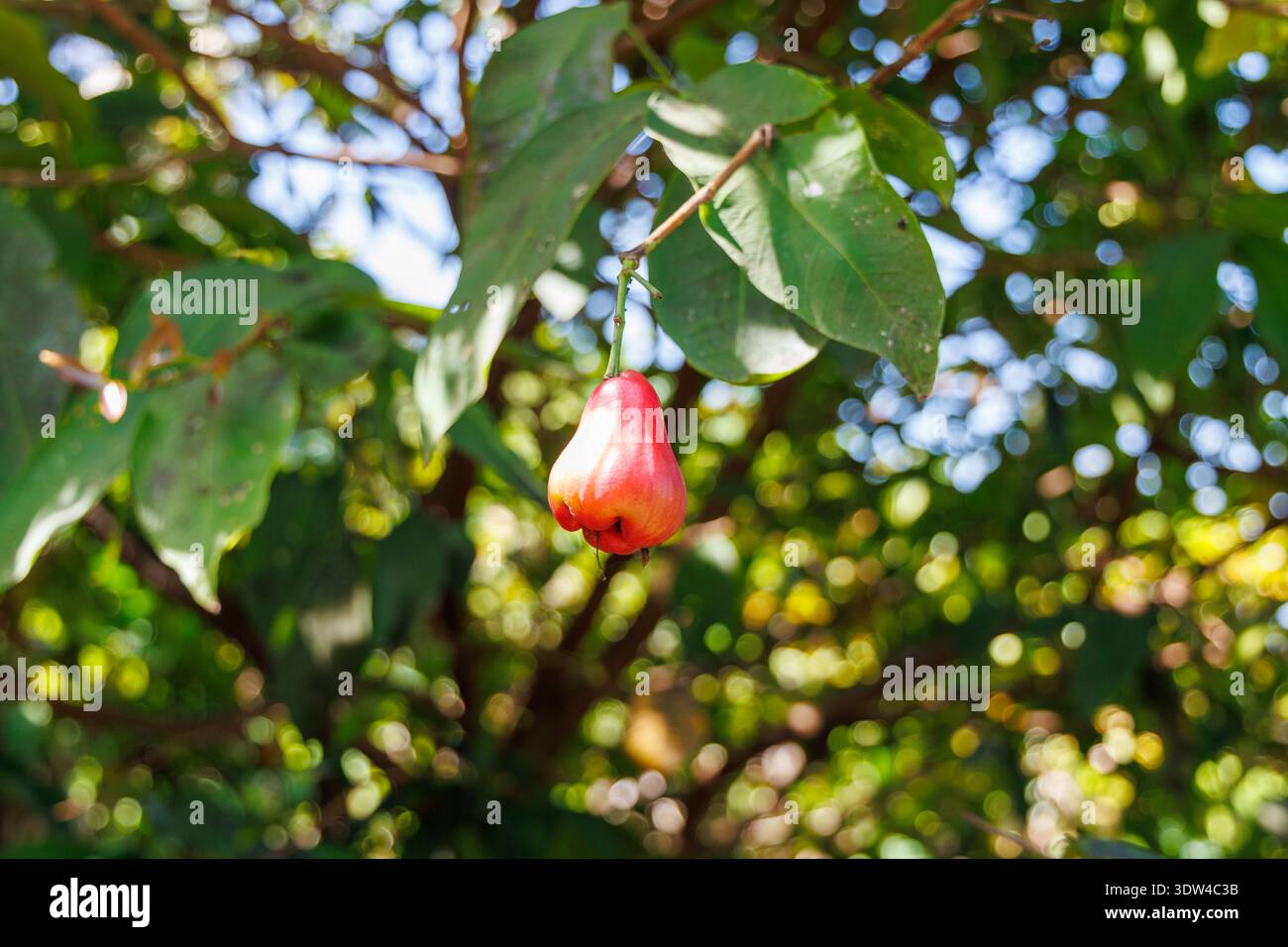 Frischer roter Rosenapfel oder Wasserapfel hängt an einem Baumzweig mit grünen Blättern in einem tropischen Garten Stockfoto