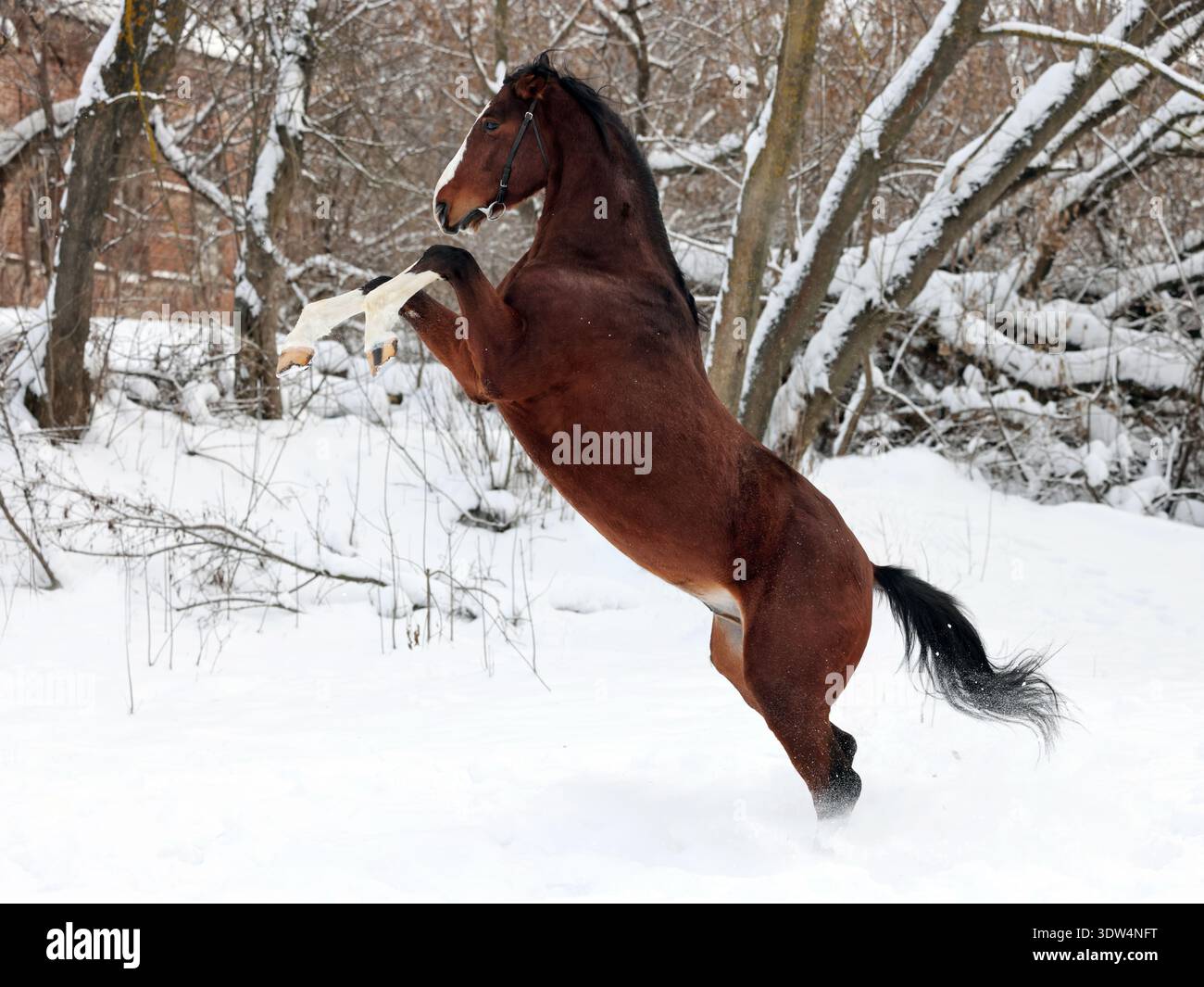 Dressurpferd hinten oben Porträt im Winter Schnee Hintergrund Stockfoto