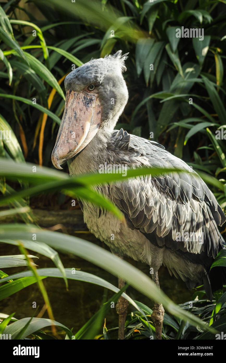 Prag, Tschechische Republik, 1. August 2025: Großer Schuebelvogel mit grauem Gefieder und massivem Schnabel in üppig grüner tropischer Vegetation Stockfoto