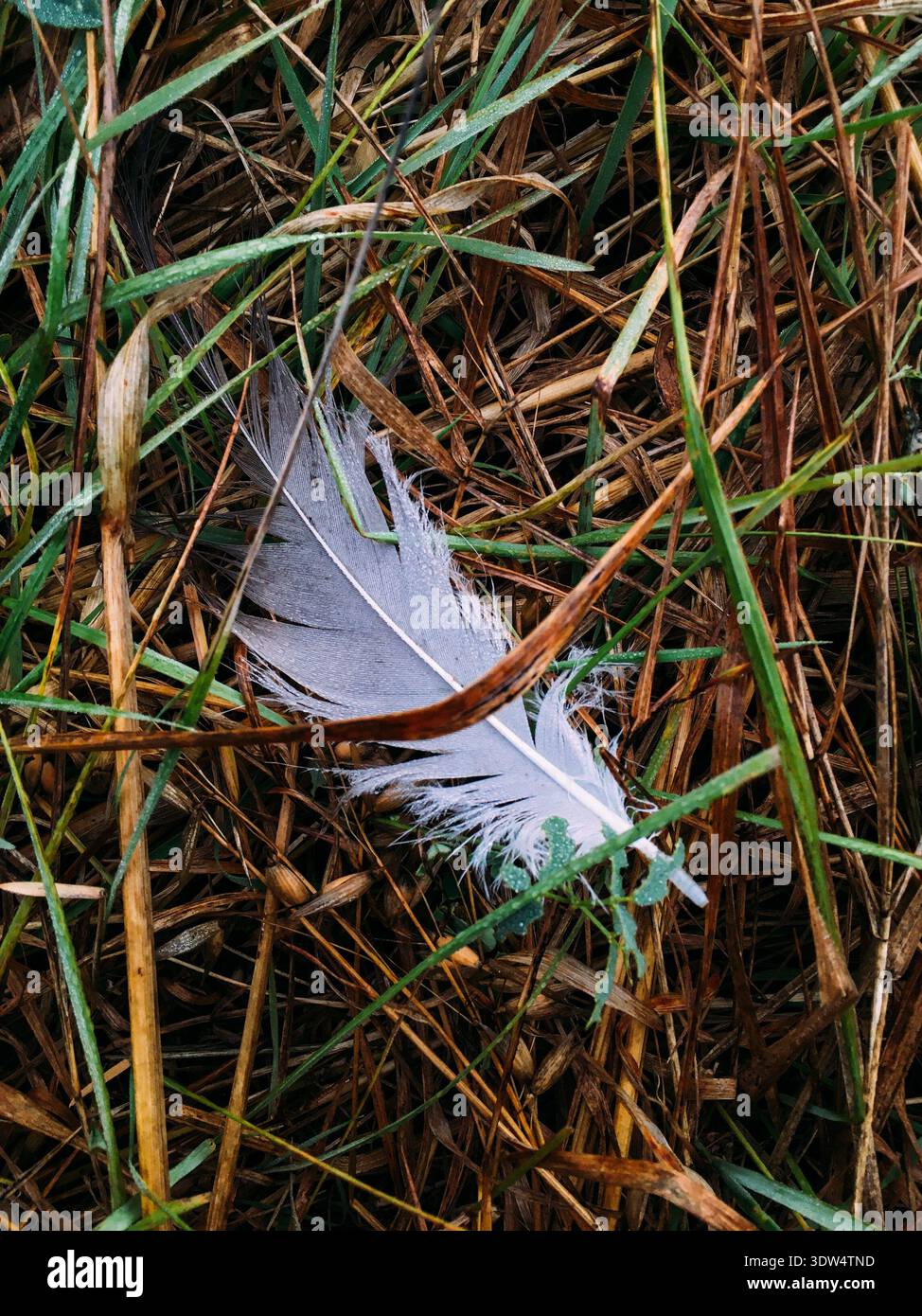 Graue Kranvogelfeder auf grünem Gras und trockenem Heu mit Morgentauropfen Stockfoto