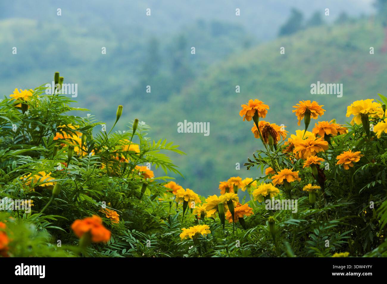 Leuchtende orangene Ringelblumen blühen in einer malerischen Bergwelt oder Hügelwelt. Ideal für Reisen, regenerative Landwirtschaft und Herbst- oder Sommerfeste Stockfoto
