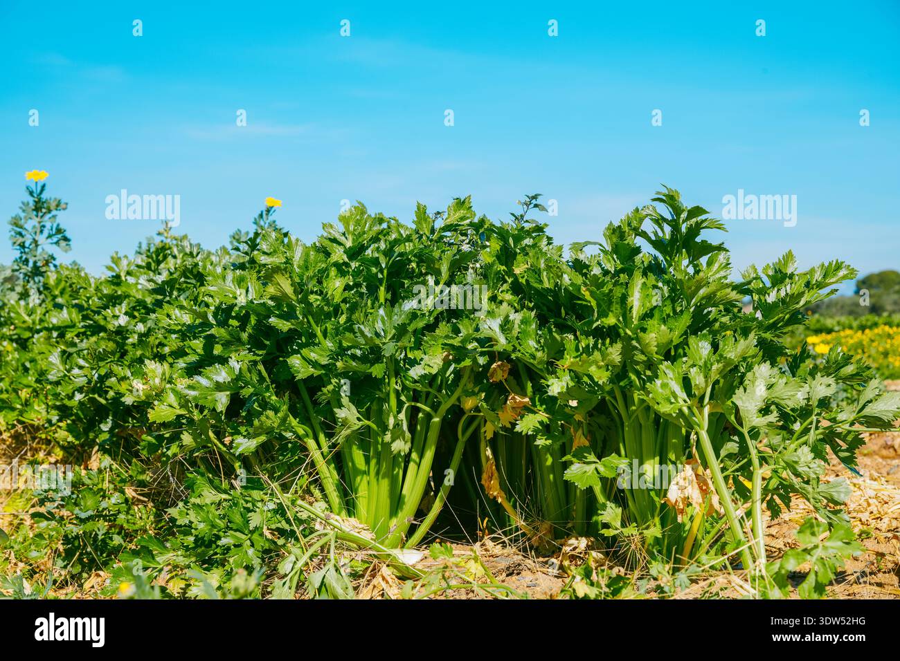 Aus einer niedrigen Perspektive breitet sich das reife Selleriebaub in lebhaften Grüntönen nach außen aus und wird im Freien unter klarem Himmel auf fruchtbarem Ackerland angebaut Stockfoto