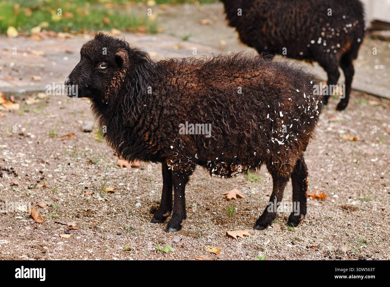 Kleines dunkelbraunes Ouessant-Schaf Stockfoto