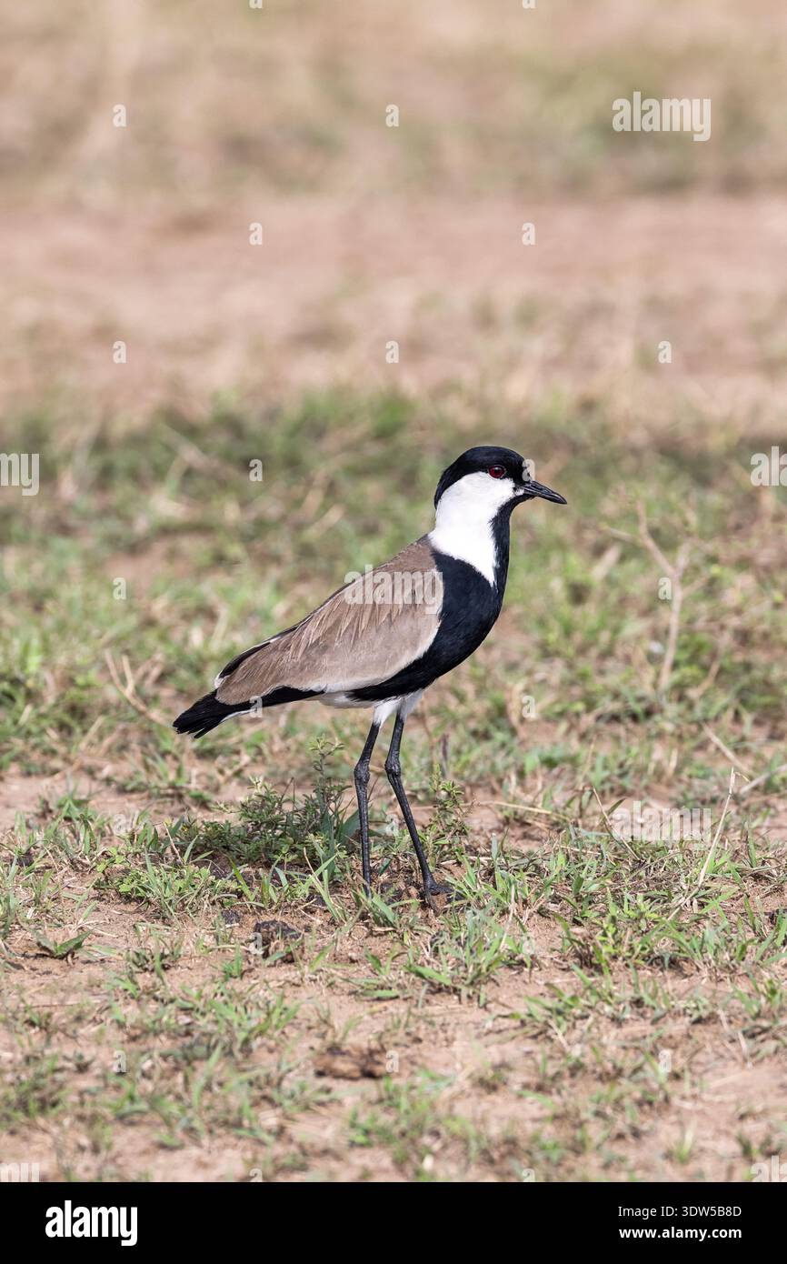 Der Sporenflügelpfeifer, Vanellus spinosus, auch bekannt als der Sporenflügelpfeifer. Seitenprofil dieses Watvogels im Grasland der Masai Mara. Stockfoto