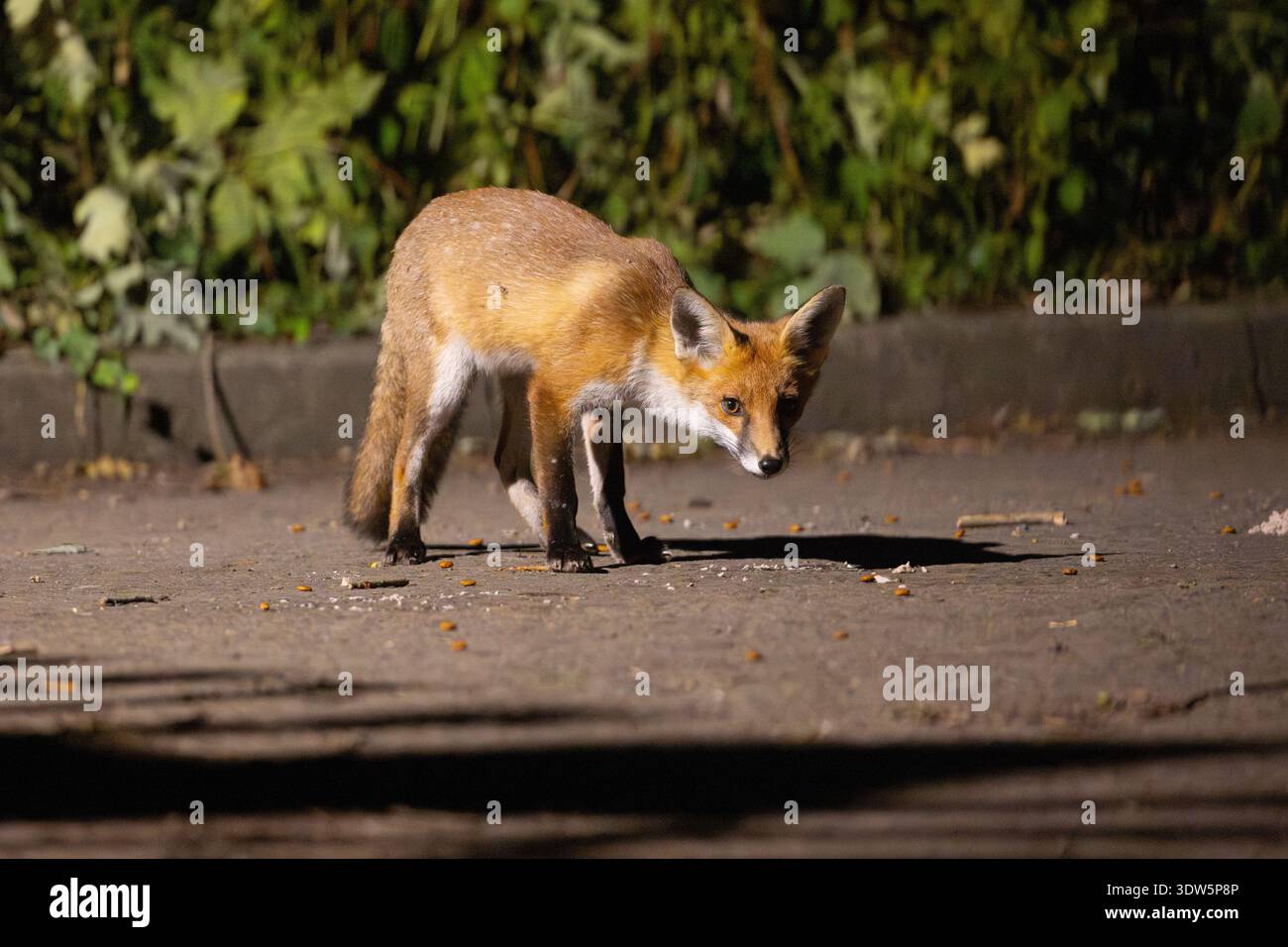 Cutious Young Fox auf einer einsamen Straße in der Nacht, England, Großbritannien. Stockfoto