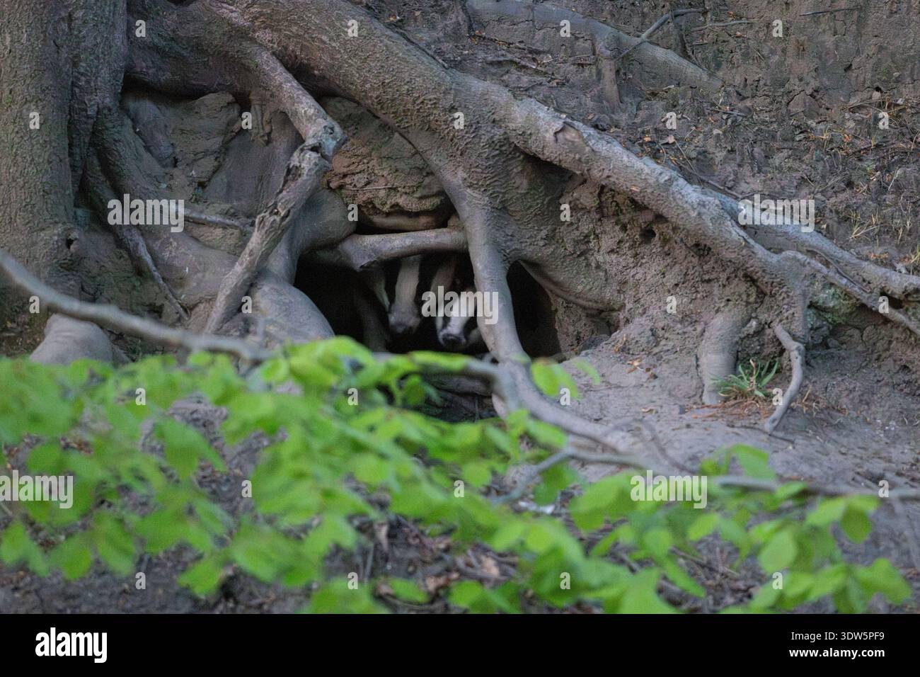 Erwachsener Dachs und sein Junges schauen an einem Frühlingsabend aus seinem Sett. England, Großbritannien. Stockfoto