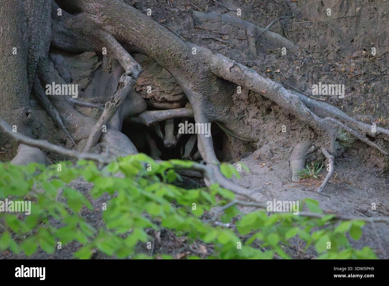 Erwachsener Dachs und sein Junges schauen an einem Frühlingsabend aus seinem Sett. England, Großbritannien. Stockfoto