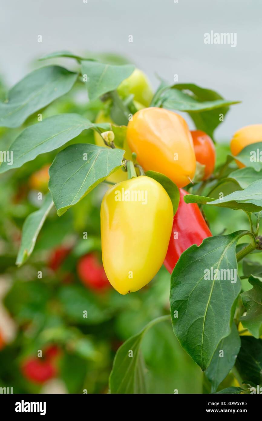 Capsicum annum ungarisches Hot Wax, ungarischer Wachspulver, große fruchtige Chilischoten, die auf der Rebe wachsen Stockfoto