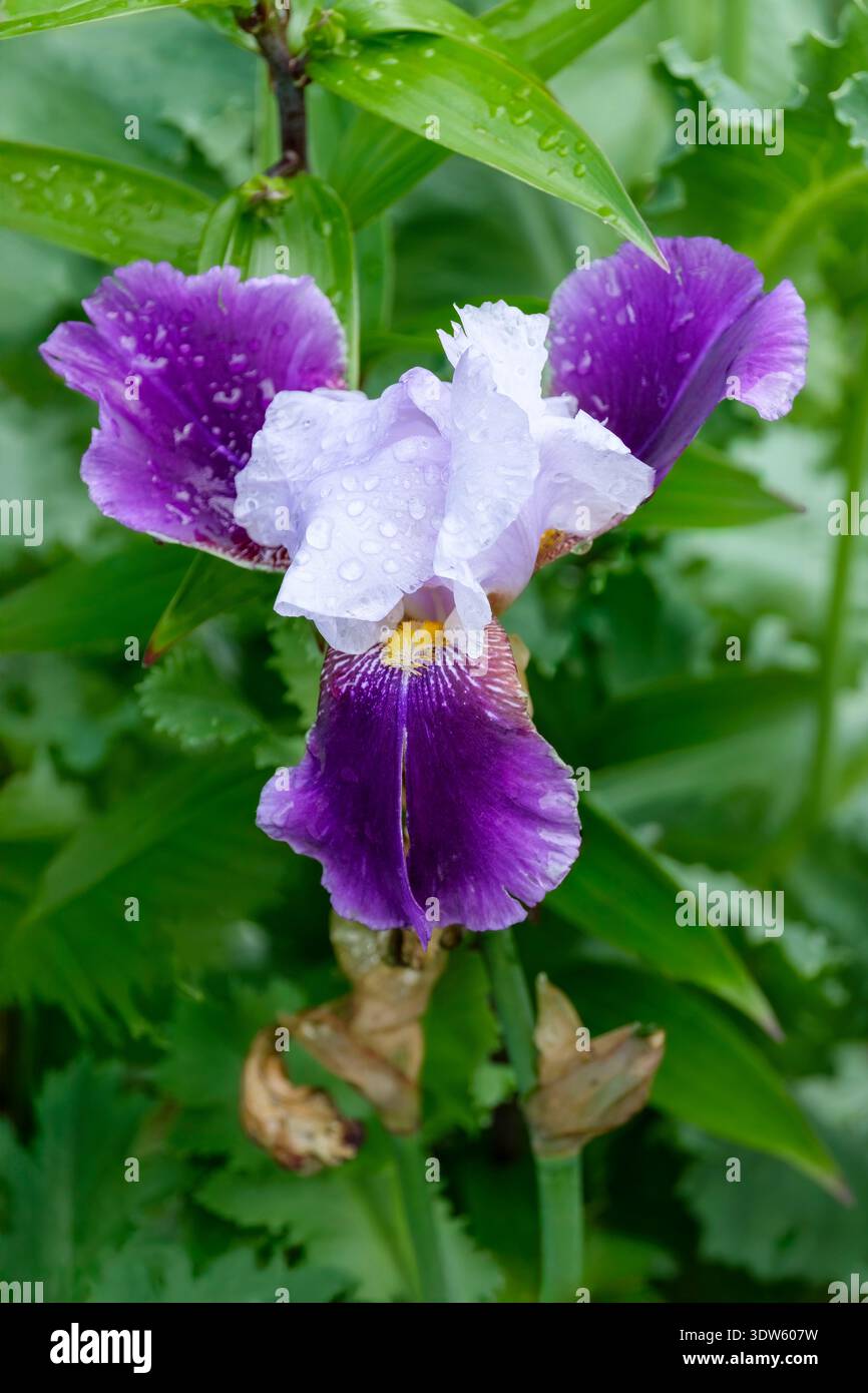 Iris Braithwaite, hohe Bärte, helllavendelblaue Standards, dunklere lila Fälle, gelbe Bärte, weiße Spitzen Stockfoto
