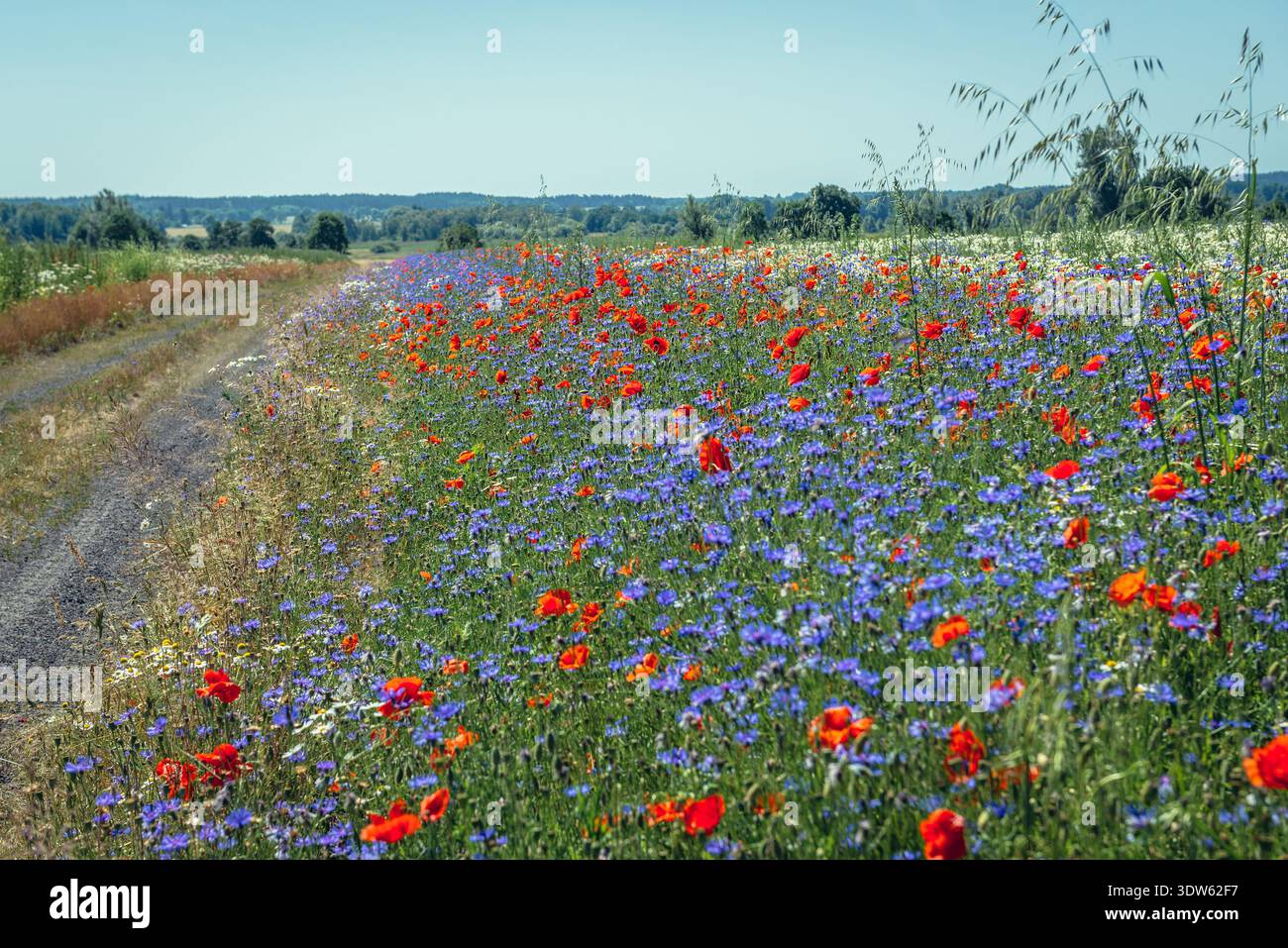 Wiese mit Centaurea cyanus papaver Rhoeas Blumen neben der Straße nach Modlimowo-Dorf innerhalb des Kreises Gryfice, Westpomeranisch der polnischen Wojewo-Region Stockfoto