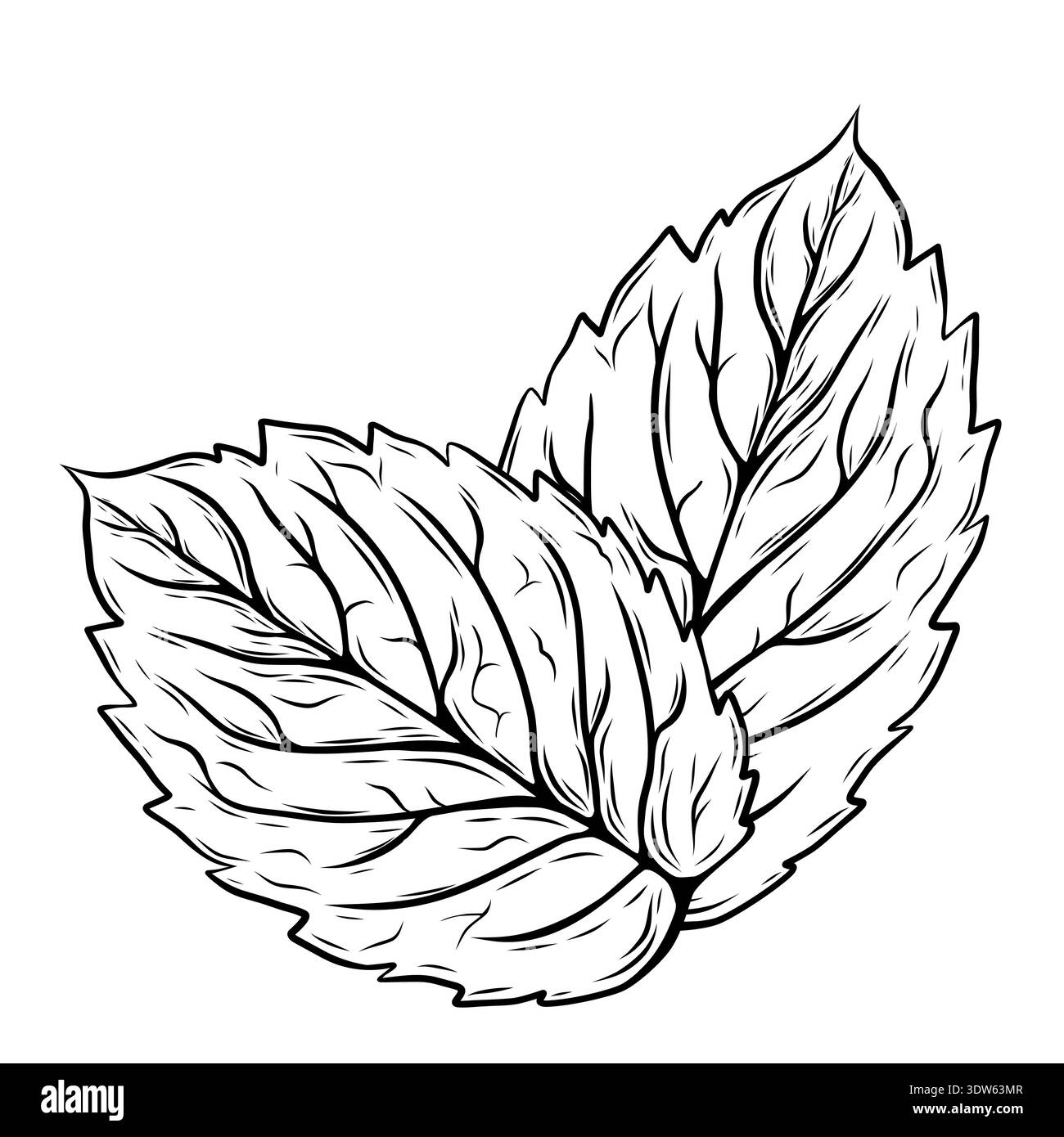 Minimalistische handgezeichnete botanische Linienkunst von Minze- oder Rosmarinblättern. Schwarzes Umrissvektor-Symbol für Kräutertee-Etiketten, Bio-Kosmetik, Lebensmittelverpackungen und medizinisches Design. Stock Vektor