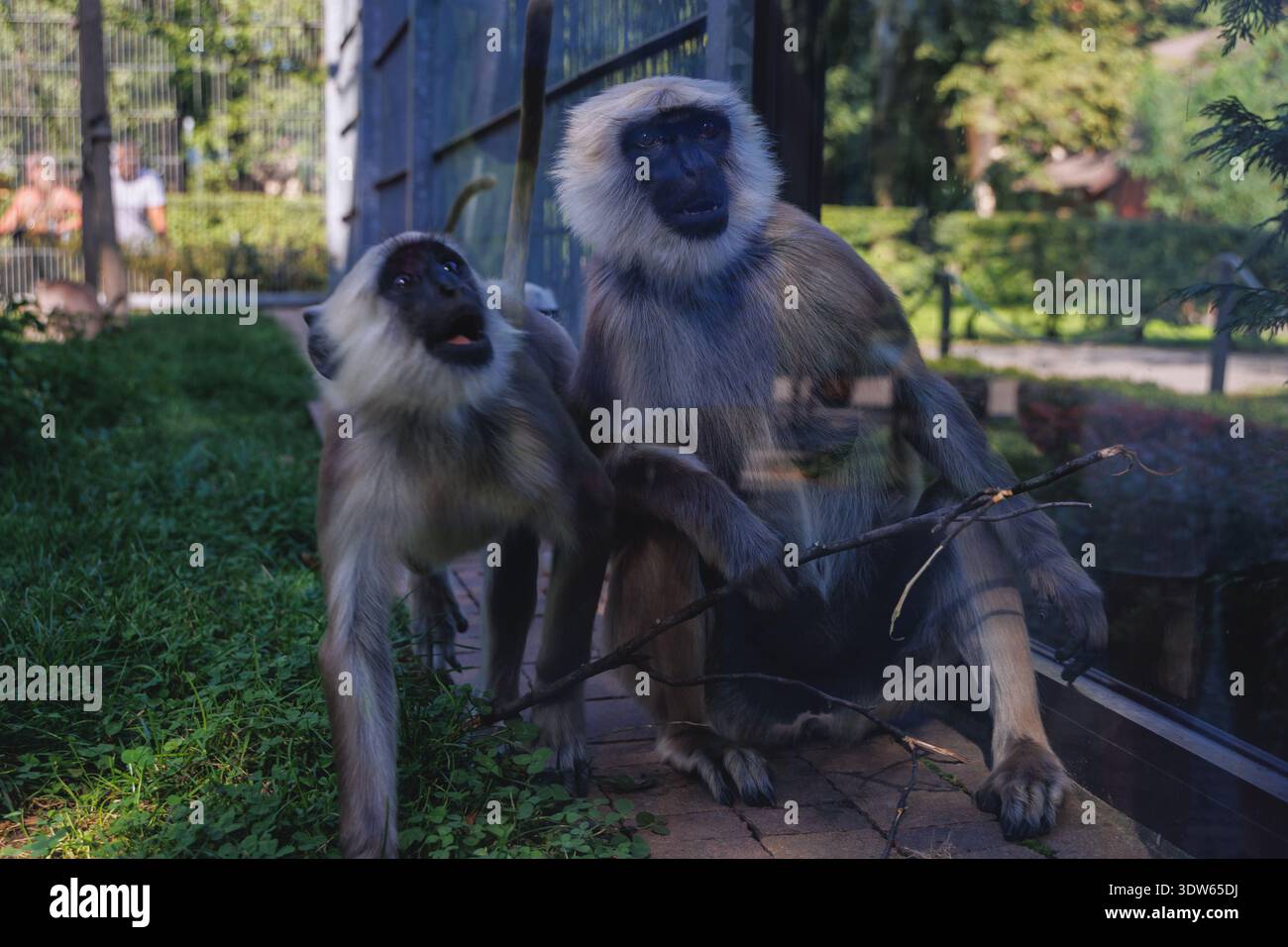 Chorzow, Polen - 26. August 2022: Graue Langhuren der nördlichen Ebenen im Schlesischen ZOO in Chorzow Stockfoto