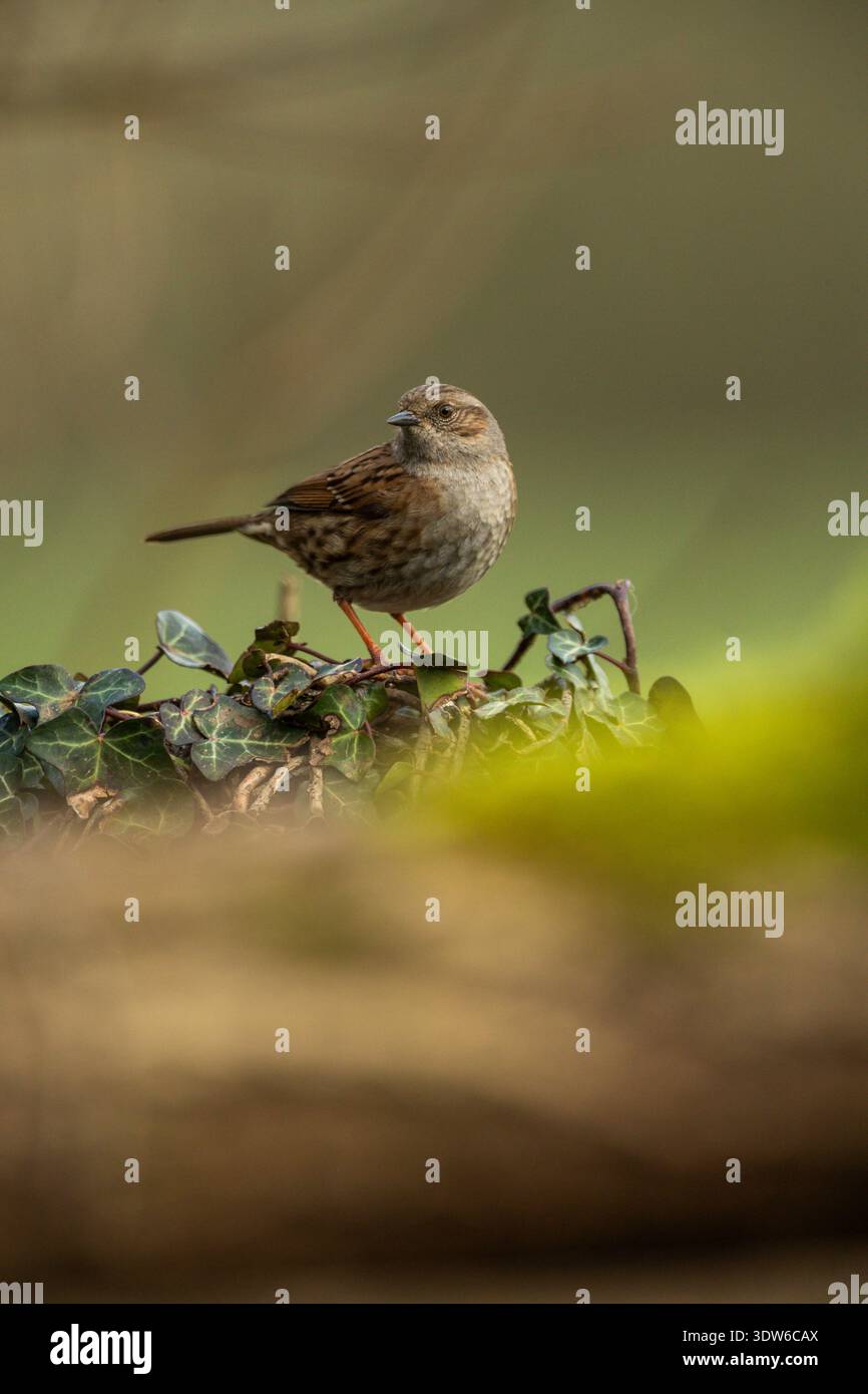 Heckenbraunelle Prunella Modularis, Stockfoto