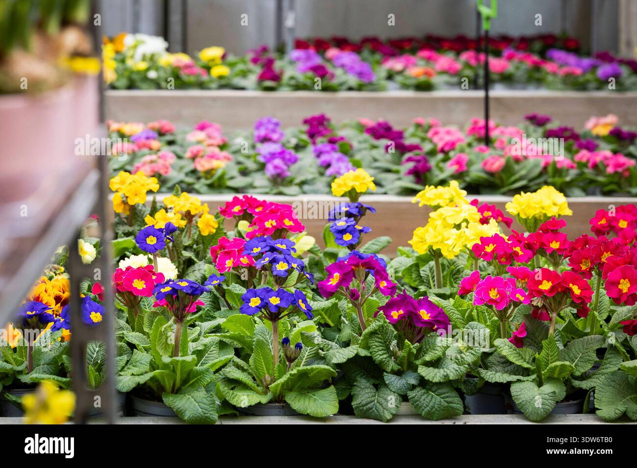Auswahl an bunt blühenden hohe Schlüsselblumen einheimische Schlüsselblumenart, Himmelsschlüssel, Primula elatior stehen im Blumenladen auf einem Verkaufstisch bereit und warten darauf in den Garten gepflanzt zu werden. Violettblau, gelb, lila und pinke Einzelblüten mit leuchtend gelber Mitte. Im Vordergrund sind noch ein paar Narzissen erkennbar. 25.02.2026 Gartensaison eröffnet *** Auswahl an bunt blühenden hohen Kuhrutschen die einheimischen Kuhrutscharten Primula elatior stehen auf einem Verkaufstisch im Blumenladen bereit und warten darauf, im Garten gepflanzt zu werden Violett-blau, gelb, lila und rosa Stockfoto