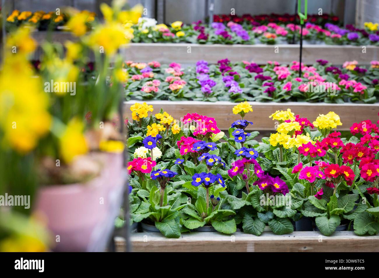 Auswahl an bunt blühenden hohe Schlüsselblumen einheimische Schlüsselblumenart, Himmelsschlüssel, Primula elatior stehen im Blumenladen auf einem Verkaufstisch bereit und warten darauf in den Garten gepflanzt zu werden. Violettblau, gelb, lila und pinke Einzelblüten mit leuchtend gelber Mitte. Im Vordergrund sind noch ein paar Narzissen erkennbar. 25.02.2026 Gartensaison eröffnet *** Auswahl an bunt blühenden hohen Kuhrutschen die einheimischen Kuhrutscharten Primula elatior stehen auf einem Verkaufstisch im Blumenladen bereit und warten darauf, im Garten gepflanzt zu werden Violett-blau, gelb, lila und rosa Stockfoto