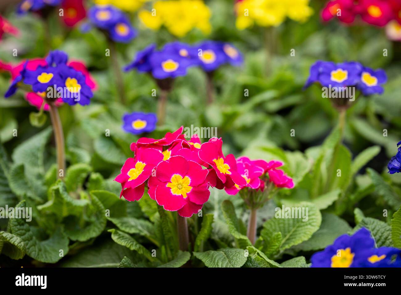 Pinke, violettblaue und gelbe Einzelblüten der hohen Schlüsselblumen mit leuchtend gelber Mitte. Einheimische Schlüsselblumenart, Himmelsschlüssel, Primula elatior stehen im Blumenladen auf einem Verkaufstisch bereit und warten darauf in den Garten gepflanzt zu werden. 25.02.2026 Gartensaison eröffnet *** Rosa, violett-blaue und gelbe Einzelblüten hoher Kerzen mit hellgelbem Zentrum die einheimischen Kerzenarten Primula elatior stehen auf einem Verkaufstisch im Blumenladen bereit und warten darauf, im Garten gepflanzt zu werden 25 02 2026 Gartensaison eröffnet Stockfoto