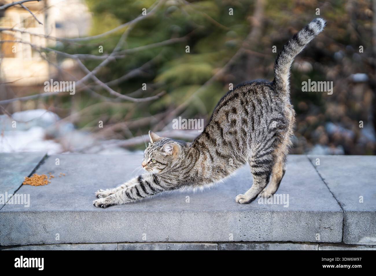 Pflege von obdachlosen Tieren. Eine fröhliche graue Katze, die sich draußen neben trockenem Katzenfutter ausdehnt Stockfoto