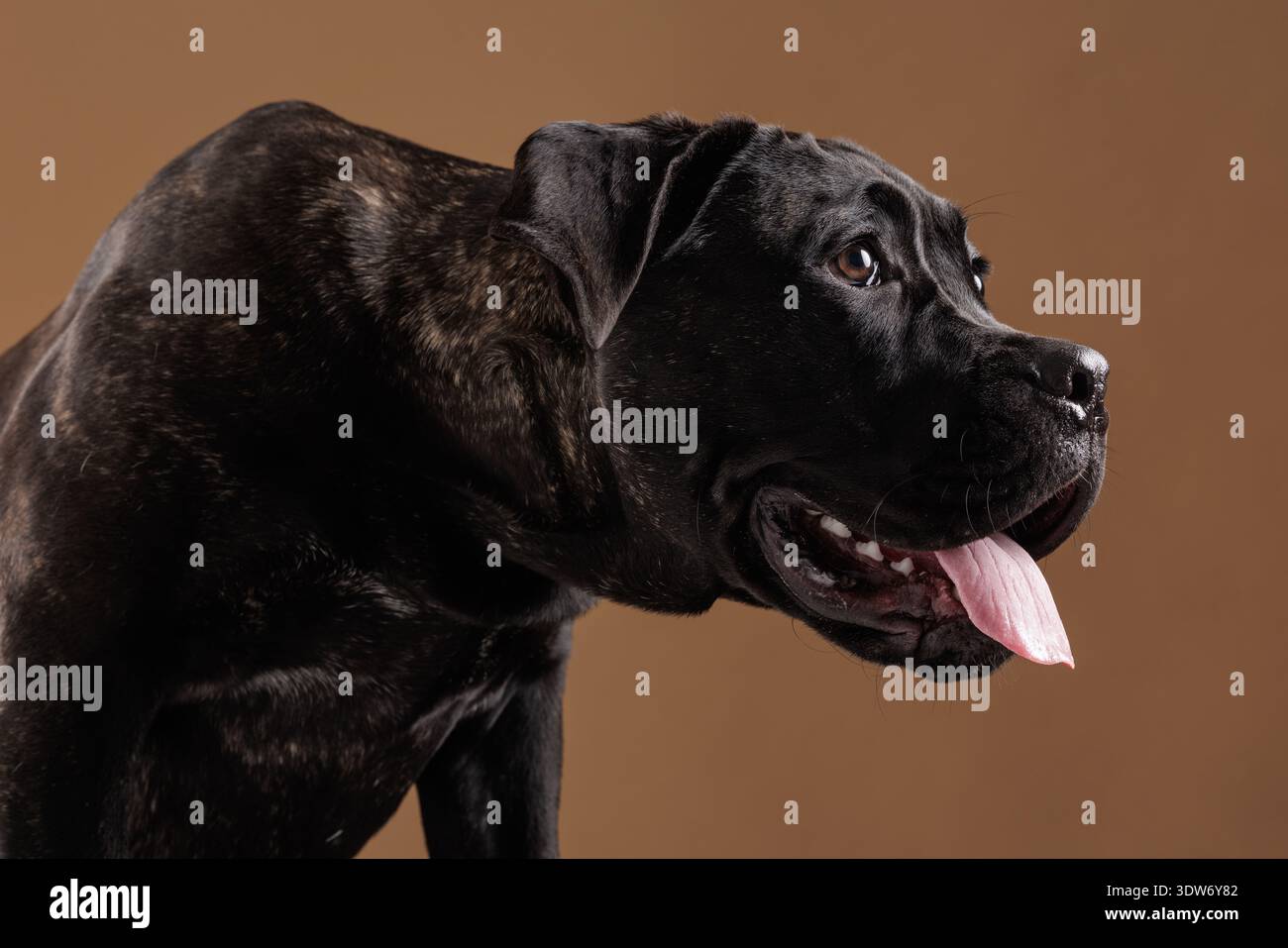 Porträt eines gebürsteten Cane Corso, der mit der Zunge nach außen blickt und seitlich vor einem warmen Hintergrund schaut. Starker reinrassiger Wachhund mit Stockfoto