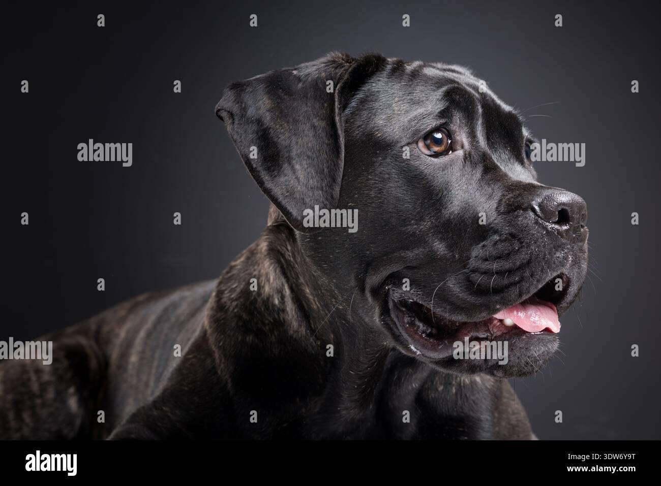 Nahaufnahme Porträt eines gebürsteten Cane Corso, der mit der Zunge nach außen blickt, in einem dunklen Studio. Starkes reinrassiges Wachhund-Konzept mit Kopie Stockfoto