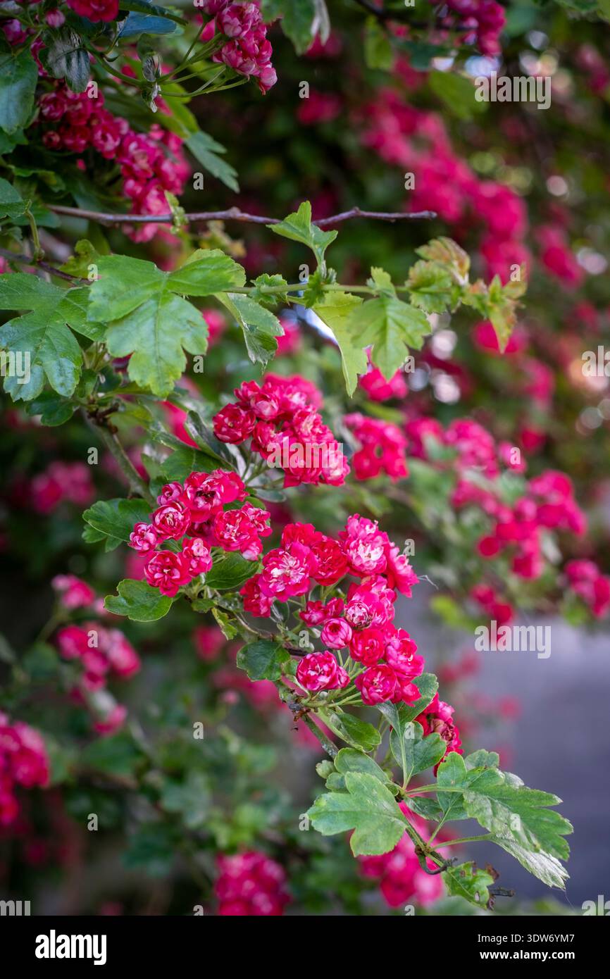Crataegus laevigata „Pauls Scharlach“, Roter Weißdorn Stockfoto