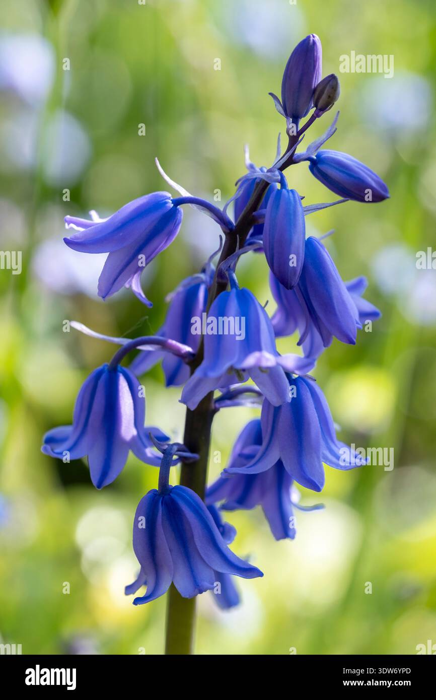 Englische Blume, Hyacinthoides non-scripta Stockfoto