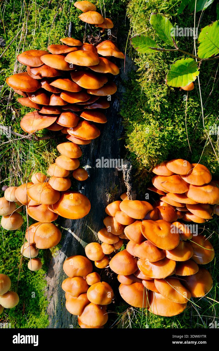 Pilzarten, gemeiner Samtschaft Stockfoto
