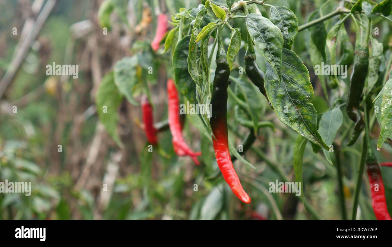 Chili-rote Paprika (Capsicum annuum), die von grün zu rot an der Rebe reift. Nützlich für botanische Lehrbucheinträge, Bildungs- oder Artikel der Lebensmittelindustrie Stockfoto