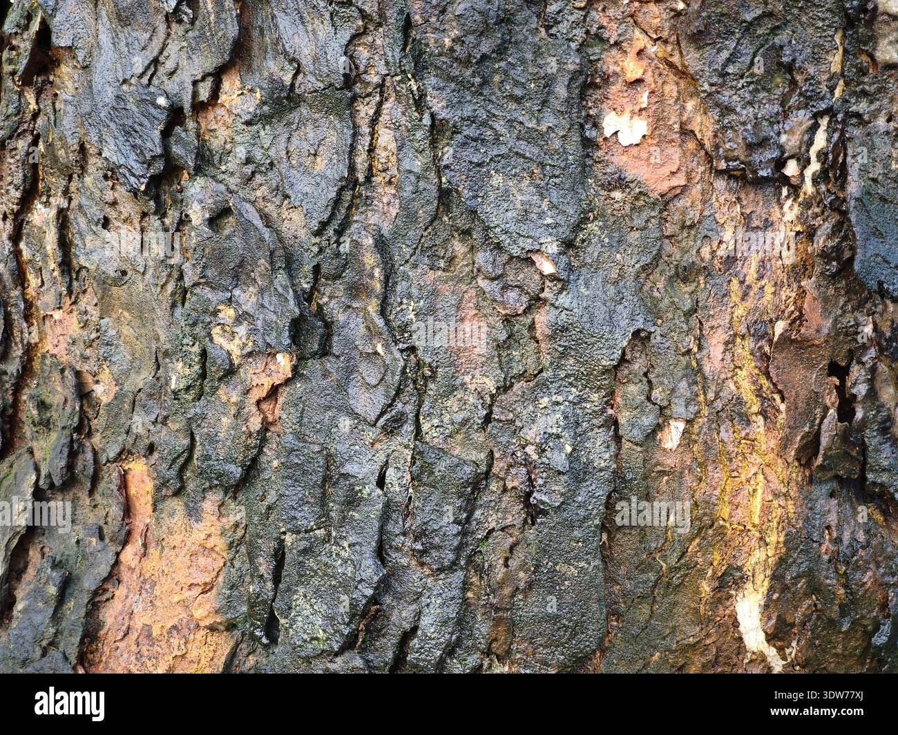 Eine Nahaufnahme der rauen Baumrinde mit reichhaltigen Texturen, tiefen Rissen und geschichteten organischen Mustern in erdigen Braun-, Grün- und Grautönen. Stockfoto