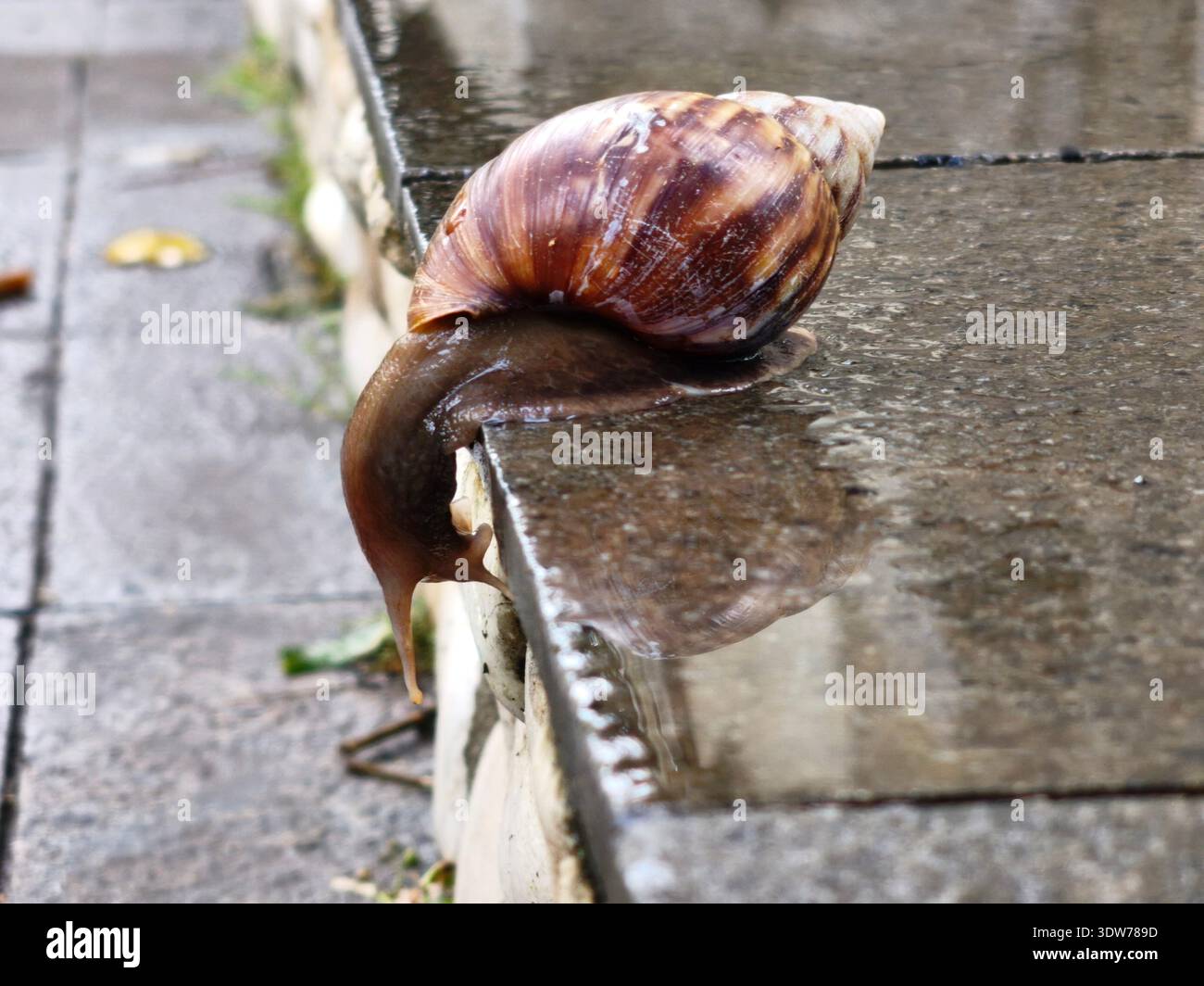 Eine Schnecke versucht wegen des Regens die nassen Stufen hinunter zu klettern Stockfoto