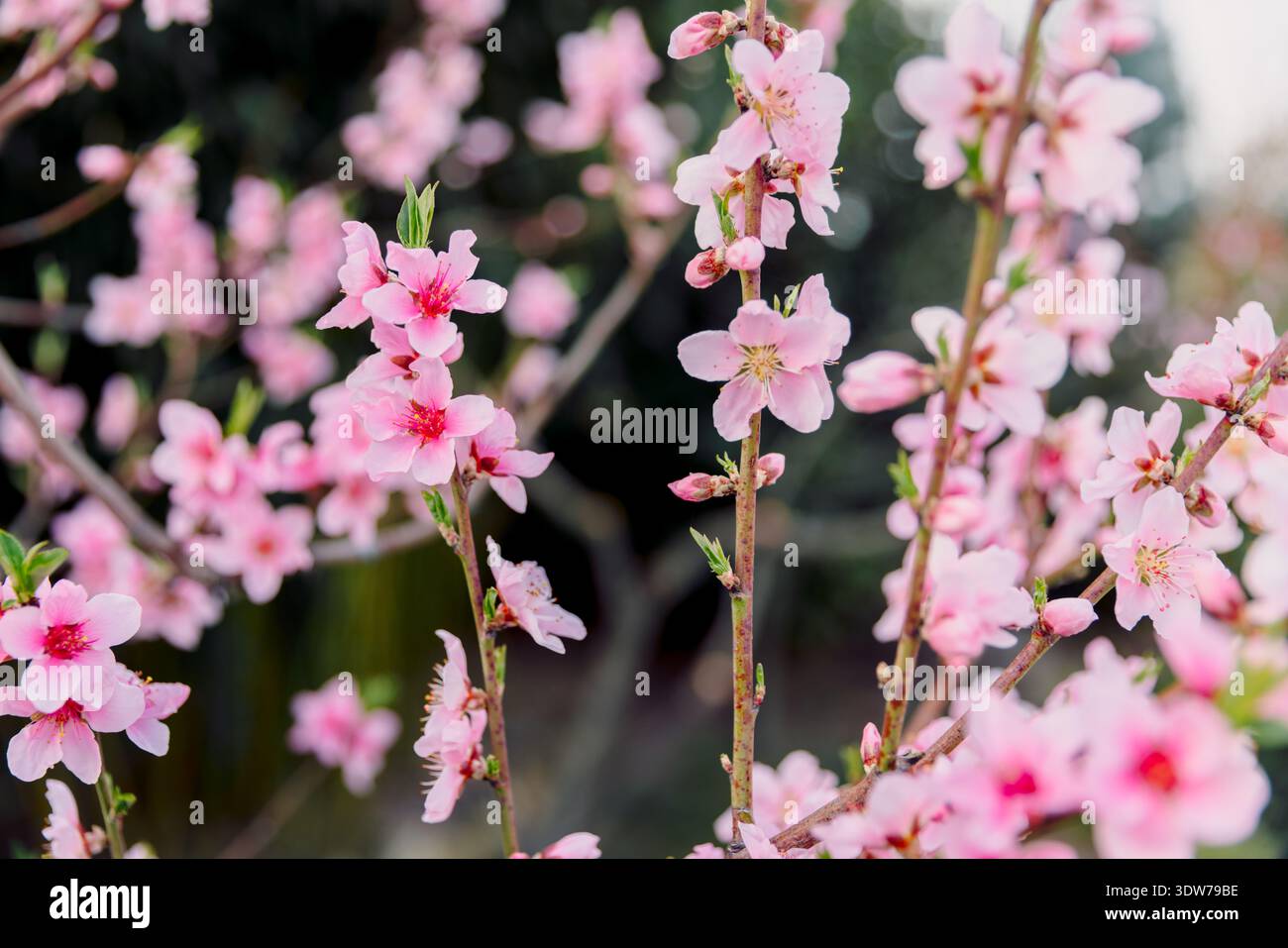 Im Frühling blühen Pfirsichblüten in voller Blüte, sanfte rosa Blüten auf Zweigen. Stockfoto